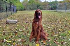 Heavenly-Hound-Delaware-1