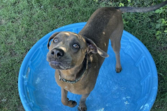 Heavenly-Hound-Delaware-2