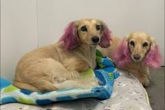 Heavenly-Hound-Delaware-4