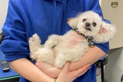 Heavenly-Hound-Delaware-5