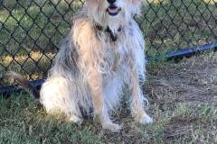 Heavenly-Hound-Delaware-7