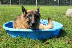 Heavenly-Hound-Delaware-8