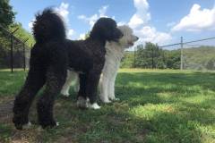 Heavenly-Hound-Delaware-9