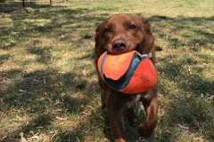 Heavenly-Hound-Hotel-Delaware-1