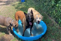Heavenly-Hound-Hotel-Delaware-5